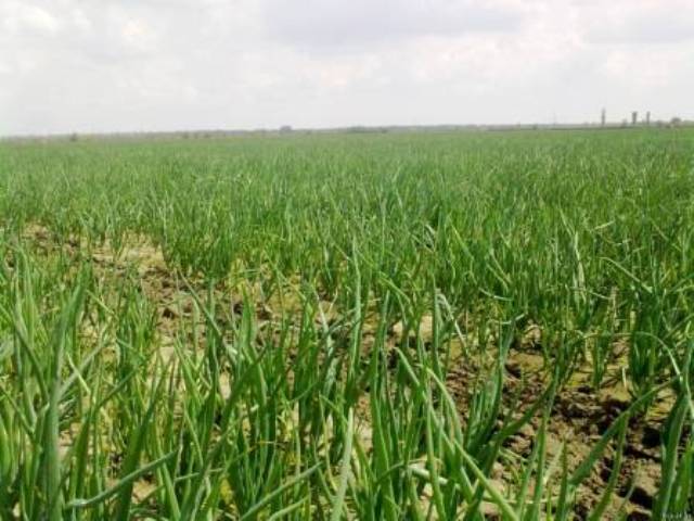 Технологія вирощування озимої цибулі: Найкращі озимі сорти у 2023 році Вирощування озимої цибулі. Переваги озимої цибулі