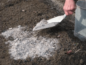 зола як органічне добриво