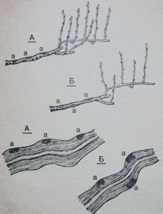 розташування ран при обрізанні на старій деревині