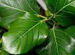 Ліровидний (Ficus lyrata)