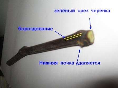Пророщення живців винограду в домашніх умовах