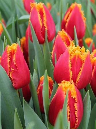 Фото: сорт Фабіо