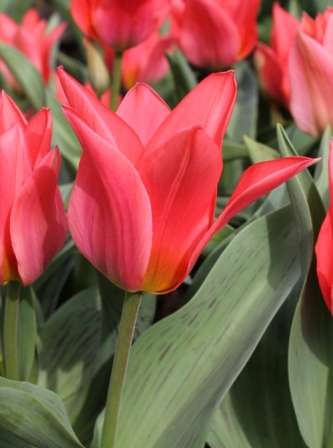 Фото: сорт Торонто