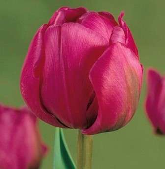 Фото: сорт Абігейл