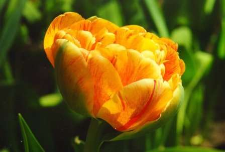 Фото: Тюльпан Художник