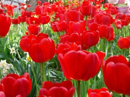 красні тюльпани фото