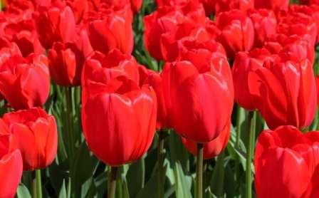 Фото: сорт Парад