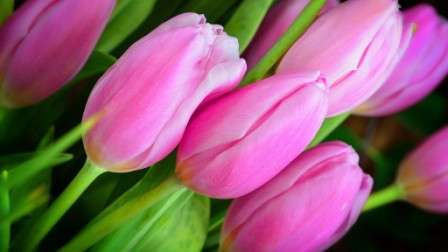 рожевий тюльпан фото
