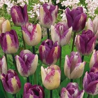 Фото: сорт Тюльпан Тріумф Ширлі