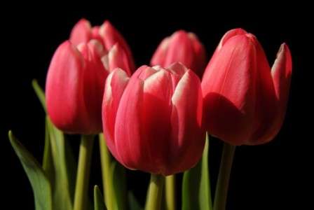 тюльпани на 8 березня